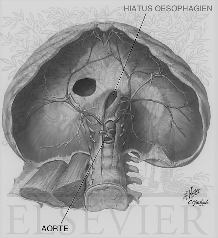 Le diaphragme se compose de hiatus